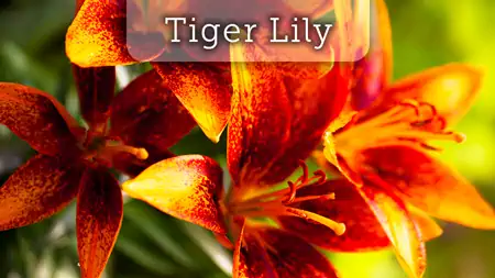  Lily Bulbs arriving now