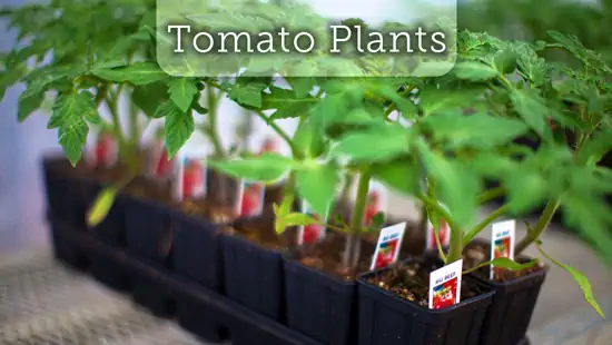  Tomato Plants now available