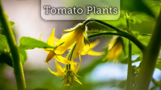 Tomato Plants now available