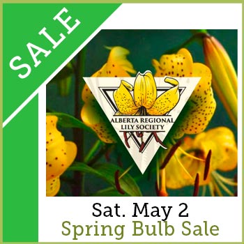 Spring Bulb Sale at greengate