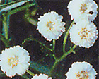 PEARLY EVERLASTING 