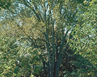 American Elm Tree