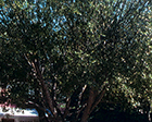 Laurel Leaf Willow tree