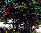 Pin Cherry tree