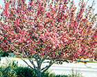 Radiant Crabapple tree
