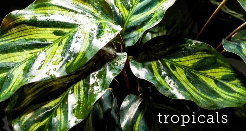 Premium Tropical Plants at greengate
