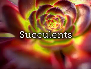 Succulant Plants