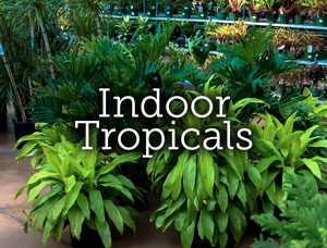 Indoor tropical plants