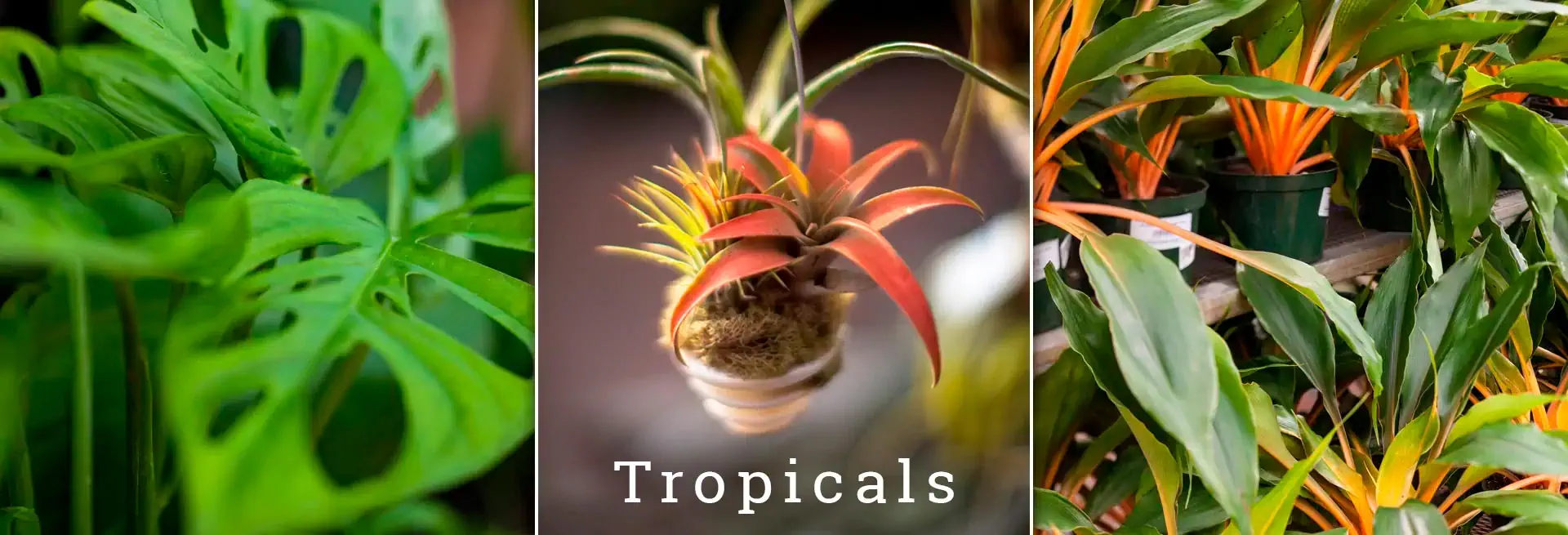 greengate Tropical Plants