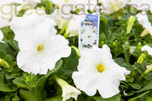 Petunia Mambo White