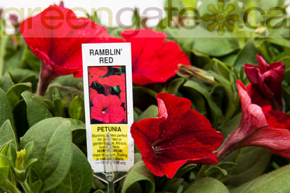 Petunia Ramblin Red