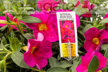Petchoa Supercal Neon Rose