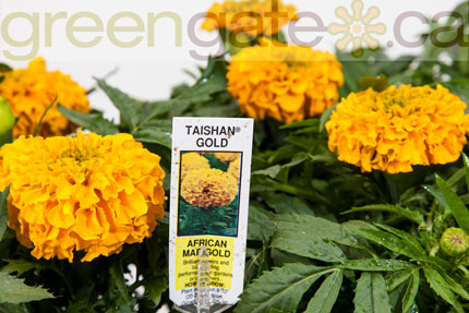 Marigold Taishan Gold