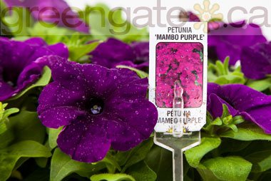 Petunia Mambo Purple