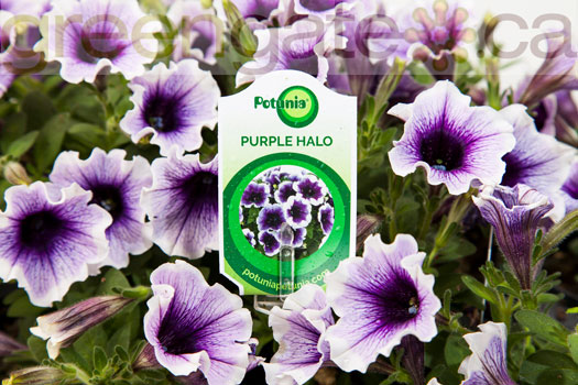 Petunia Purple Halo