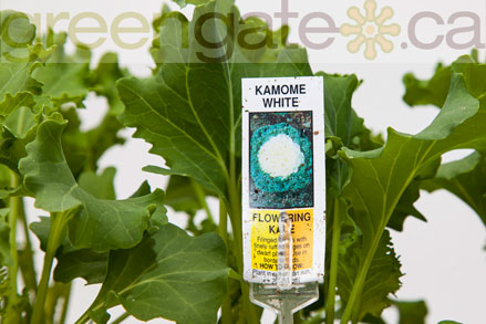 Flowering Kale Kamone White