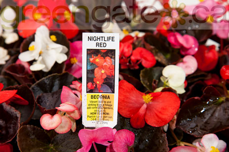 Begonia Nightlife Red