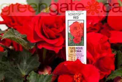 Begonia - Tuberous Nonstop Red