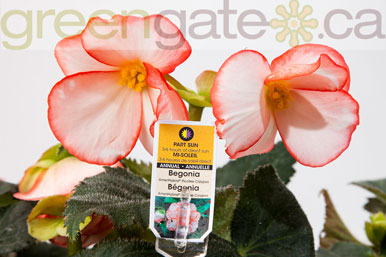 Begonia Amerihybrid Picotee Calypso