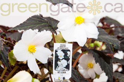 Begonia Nonstop Joy Mocca White