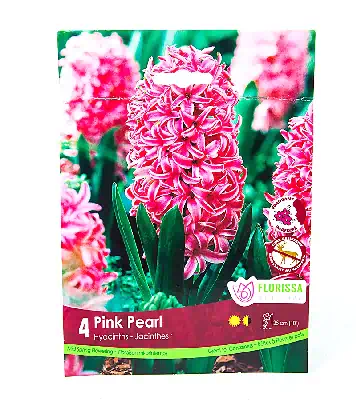 Fall Bulbs - Hyacinth