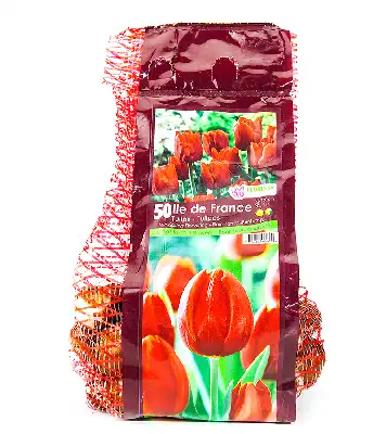 Fall Bulk Bulbs - Tulip