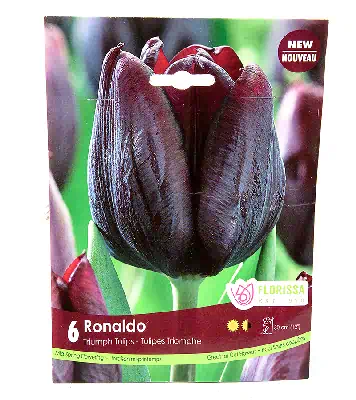 Fall Bulbs - Tulip