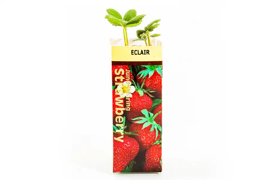 Bulbs - Florissa - Eclair Strawberry 