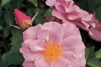 Rosier George Vancouver Explorator Rosa Rose Bush Pink Vine Seeds Gift