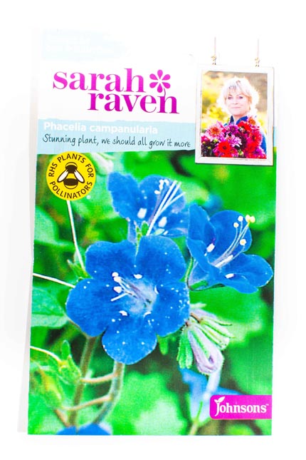 Sarah Raven Wildlife Flowers Phacelia campanularia seed 