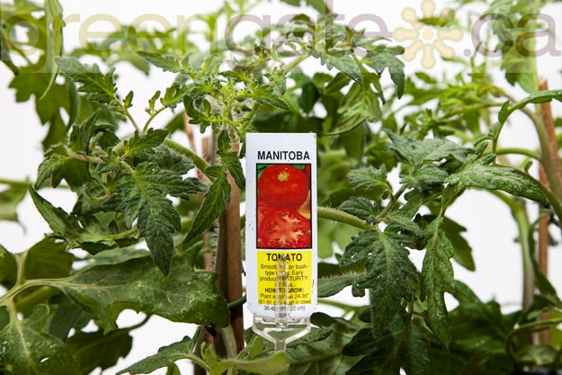 Tomato Plant - x