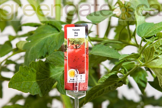 Tomato Plant - x