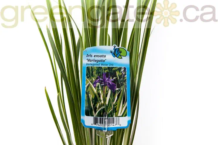 Water Plant - Variegated Water Iris