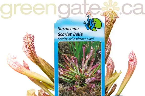 Water Plant - Scarlet Belle Pitcher Plant