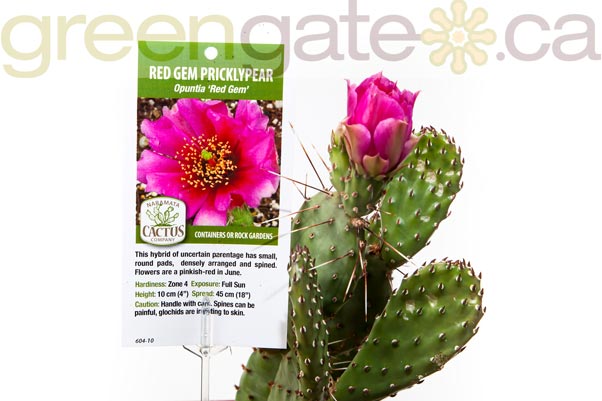 Water Plant - Opuntia Red Gem 