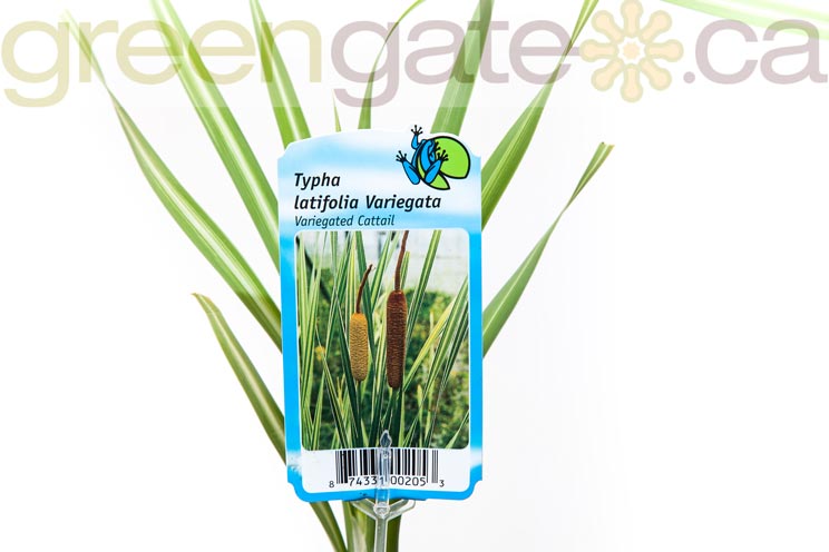 Water Plant - Variegated Cattail