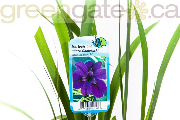 Water Plant - Black Louisiana Iris
