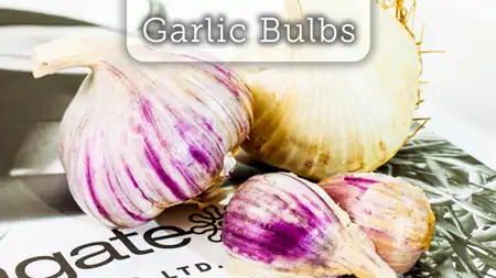  garlic Bulbs arriving now